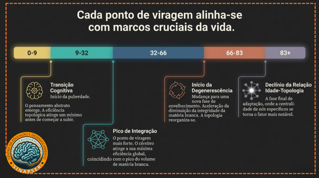 As 4 fases do cérebro.
